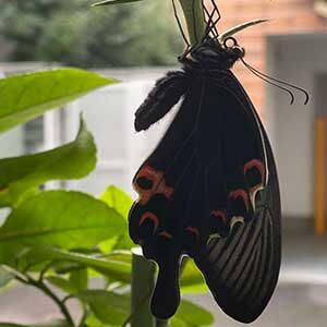 11月でもアゲハ蝶は羽化する コドモとアプリ